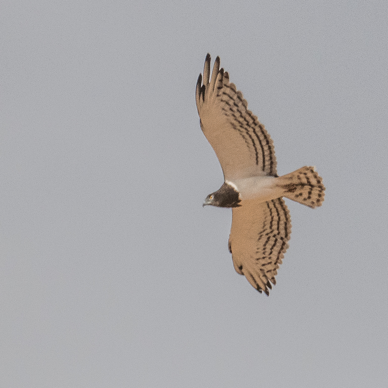 Circaete à poitrine noire (Black-chested snake eagle, Circaetus pectoralis), adulte planant en cercles à la recherche de nourriture, Désert du Namib, Namibie.